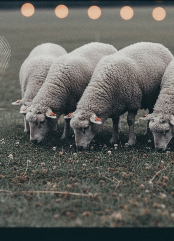 First Light, Finn Sheep — Wenfeng Lu · MODULAR one-of-a-kind original